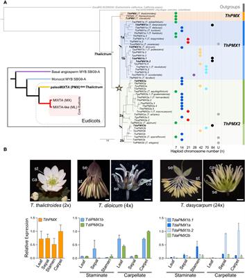A eudicot MIXTA family ancestor likely functioned in both conical cells and trichomes